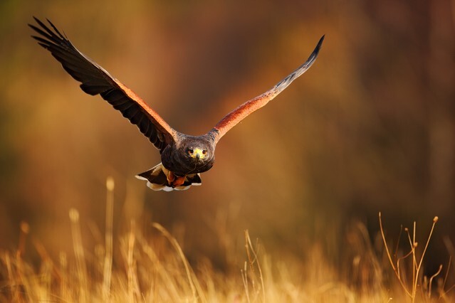 Flying bird of prey, Harris Hawk